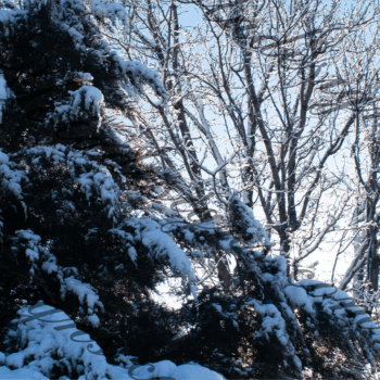 Winter Wonderland: Snow-Covered Trees Stock Photos