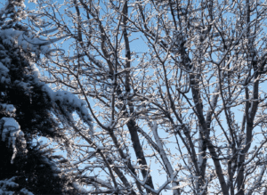 Winter Wonderland: Snow-Covered Trees Stock Photos