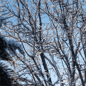 Winter Wonderland Snow-Covered Trees Stock Photos