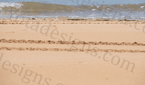 Mark on Sand: Beach Four-Wheeler Stock Photo (6000x4000px)