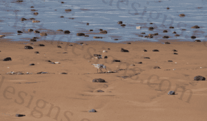 Beach and sand Stock Photo (6000x4000px)